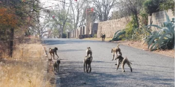 Human-wildlife conflict takes toll on communities