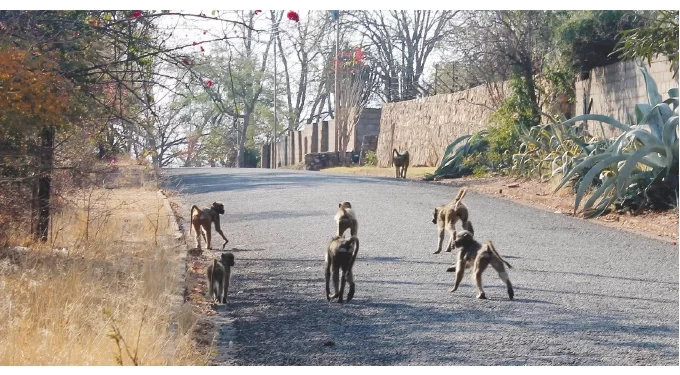 Human-wildlife conflict takes toll on communities