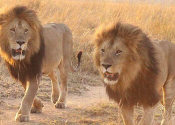 Lions kill cattle in Hwange District