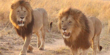 Lions kill cattle in Hwange District
