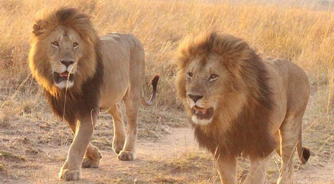 Lions kill cattle in Hwange District