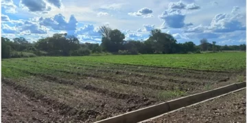 Irrigation schemes for pastures