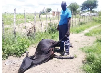 Illegal movement of livestock costs villagers dearly