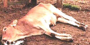 More than 130 cattle die of January disease in Midlands