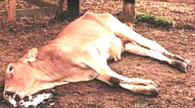 More than 130 cattle die of January disease in Midlands