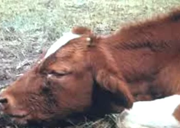 Progress recorded in containing January disease