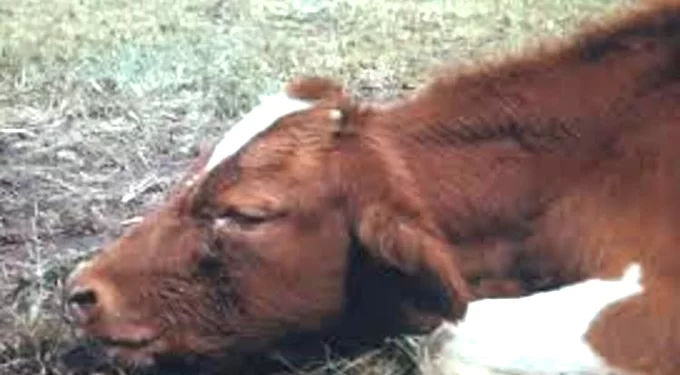 Progress recorded in containing January disease