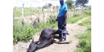 January disease wiping out Midlands herds