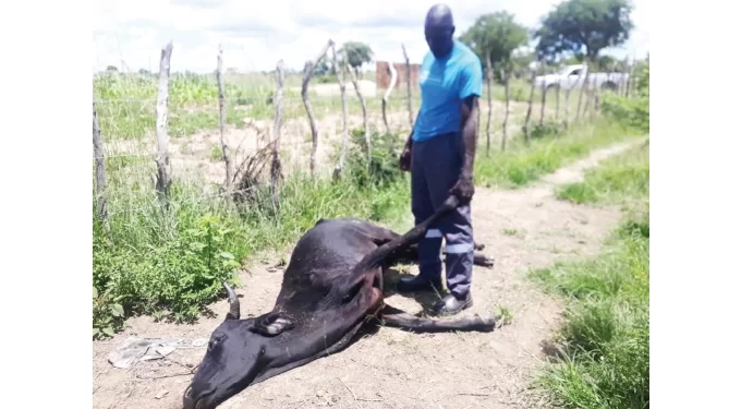 January disease wiping out Midlands herds