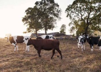 Crop, livestock assessment ends