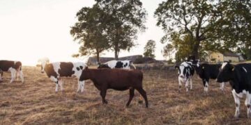 Crop, livestock assessment ends