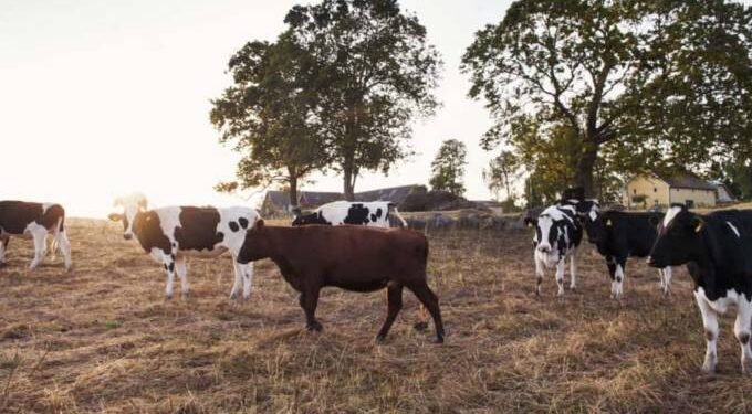 Crop, livestock assessment ends