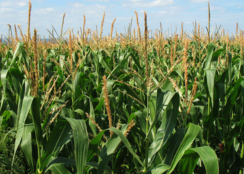 Matabeleland farmers optimistic of good harvests