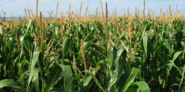 Matabeleland farmers optimistic of good harvests