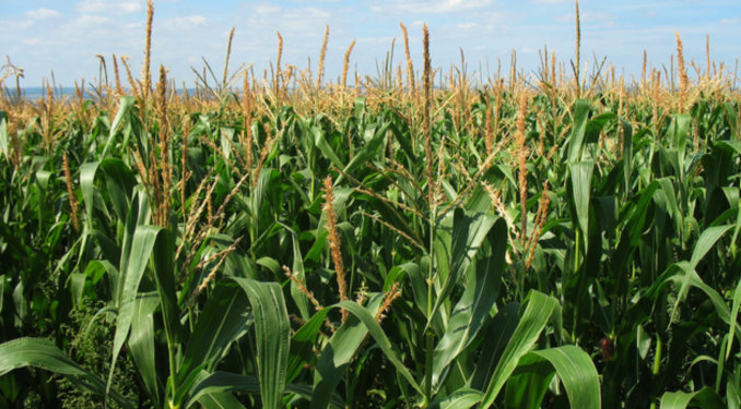 Matabeleland farmers optimistic of good harvests