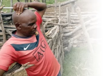 Inside the Fort Rixon cattle carnage: Ward records 262 deaths in single month