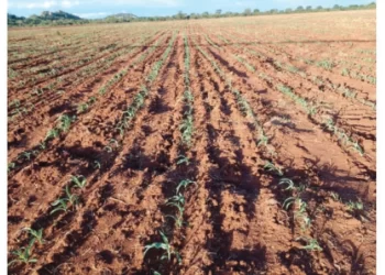 Copper cables theft affects Mtshabezi Irrigation Scheme