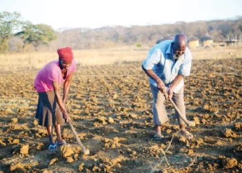 Government applauds farmers on Pfumvudza/Intwasa
