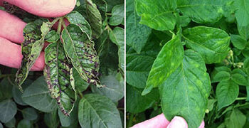 Potato virus threatens tobacco output