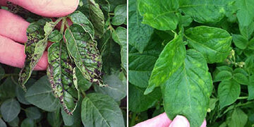 Potato virus threatens tobacco output