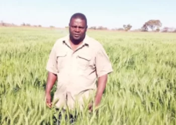 ‘AFC overshoots initial wheat hectarage projections’