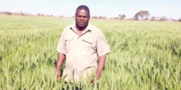 ‘AFC overshoots initial wheat hectarage projections’