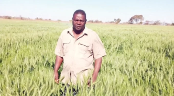 ‘AFC overshoots initial wheat hectarage projections’