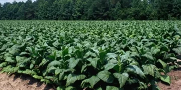 Tobacco growers lobby for higher currency retention
