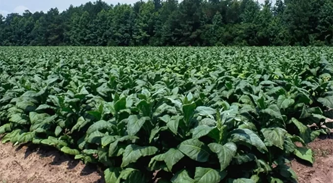 Tobacco growers lobby for higher currency retention
