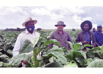 Plans to value add tobacco underway