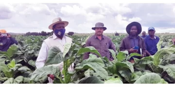 Plans to value add tobacco underway