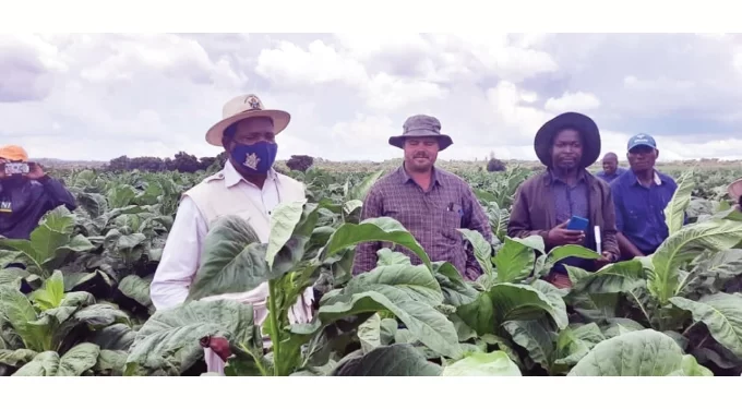 Plans to value add tobacco underway