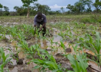 Farmers advised to safeguard crops from leaching