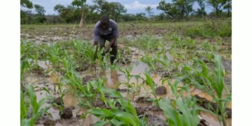 Farmers advised to safeguard crops from leaching