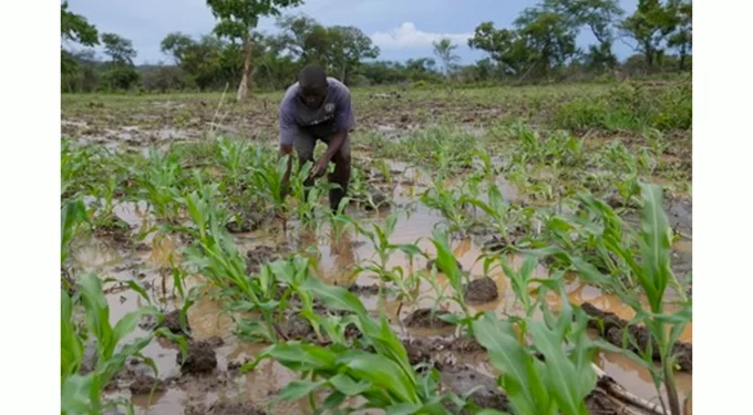 Farmers advised to safeguard crops from leaching