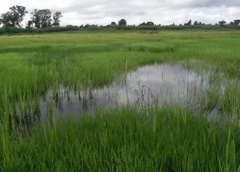 Govt hailed for standing against wetlands developments