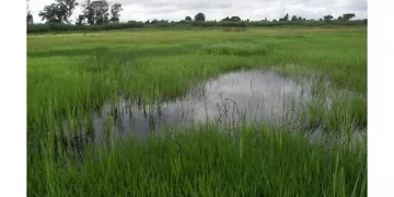 Govt hailed for standing against wetlands developments