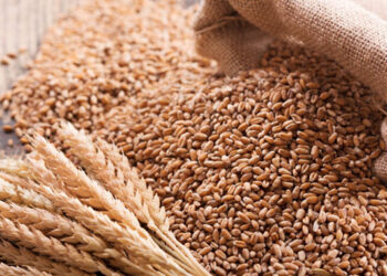 Wheat imports chew US$113 million, as volumes drop 11pc