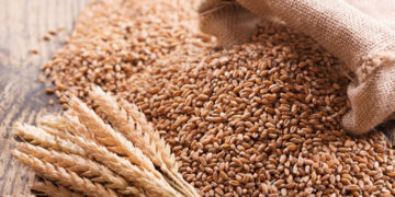 Wheat imports chew US$113 million, as volumes drop 11pc