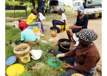 Solusi area abuzz with amacimbi harvesters