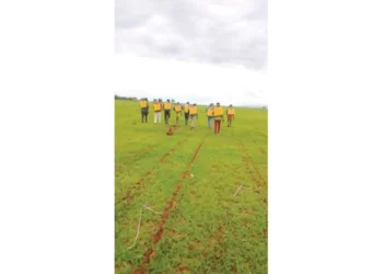 Arda plants 25ha of sorghum at Bulawayo kraal