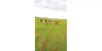 Arda plants 25ha of sorghum at Bulawayo kraal