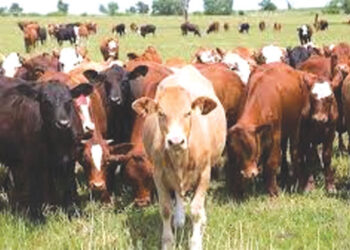 Days numbered for cattle in Hwange Town