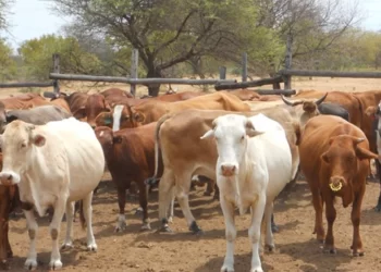 Government programmes to propel a 6 million cattle herd