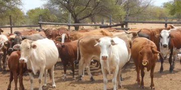 Government programmes to propel a 6 million cattle herd