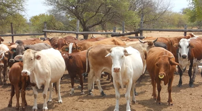 Government programmes to propel a 6 million cattle herd