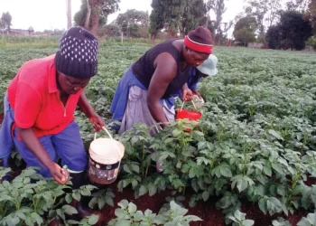 Rains bring relief to farmers. . . Planting continues
