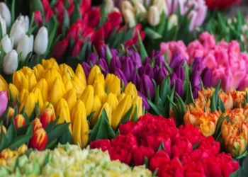 Global flower industry re-opens, bright prospects for local farmers