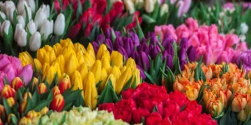 Global flower industry re-opens, bright prospects for local farmers