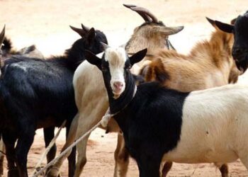 Export opportunities for goat, sheep breeders